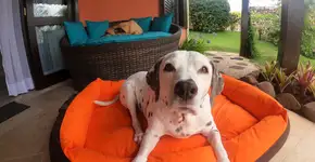 Hotel pet friendly tem medidas rigorosas anti-covid