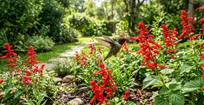 Como atrair beija-flores para o seu quintal: crie um refúgio para um dos pássaros mais lindos da natureza