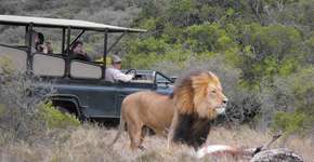 5 regras obrigatórias para quem quer fazer safári