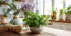 Coloque essas plantas em casa e as lagartixas somem do nada