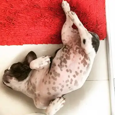 Veja alguns dos cães e gatos que já estão participando do #MostreABarriguinha!