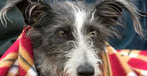 5 dicas para proteger seus animais do frio