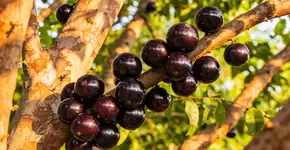 Foto: (Imagem sem texto alternativo disponivel ID [2729795])