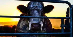 Conheça 10 filmes para veganos na Netflix e 4 menções honrosas