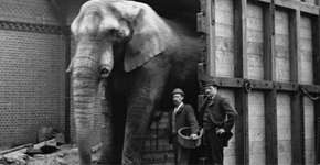 A vida repleta de agressões do elefante que inspirou filme Dumbo