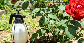 Foto: (Imagem sem texto alternativo disponivel ID [2728090])