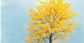 Foto: (Imagem sem texto alternativo disponivel ID [1139795])