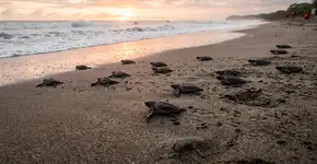 A maior tartaruga marinha do mundo retorna às costas de Carabobo.
