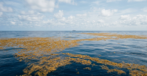 Existe um único mar na Terra que não tem margens, e sua fronteira estranha não é definida pela terra, mas pelas correntes do Atlântico