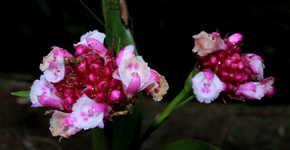 Orquídeas em perigo: destruição invisível, extinção silenciosa