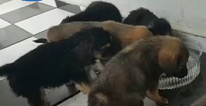Policiais resgatam filhotes de cachorro abandonados em sacola