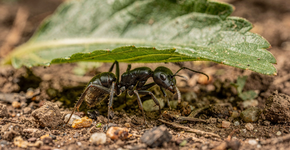 Foto: (Imagem sem texto alternativo disponivel ID [2720688])