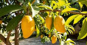 Foto: (Imagem sem texto alternativo disponivel ID [2700110])