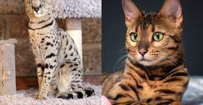 6 diferenças entre os gatos das raças savannah e bengal 