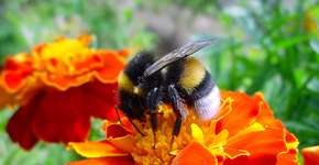 Site colaborativo monitora sumiço de abelhas