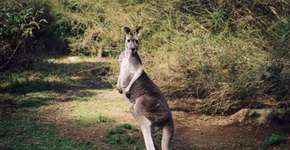 Foto: (Imagem sem texto alternativo disponivel ID [937588])