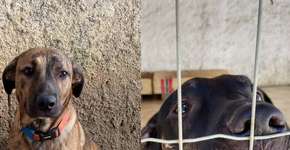 Deprimidos, cachorros devolvidos por Claudia Ohana buscam novos lares
