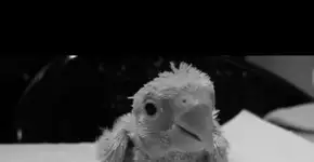 Pequeno passarinho dá valiosa lição de superação