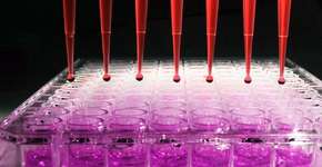 Biomédica da Unicamp cria método inovador para detectar hanseníase