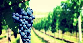 Foto: (Imagem sem texto alternativo disponivel ID [327905])