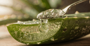 Foto: (Imagem sem texto alternativo disponivel ID [2751827])