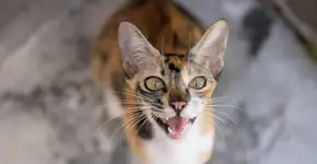 Foto: (Pikusisi-Studio/istock)