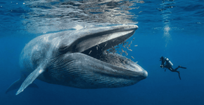 Foto: (Imagem sem texto alternativo disponivel ID [2740988])