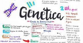 Site disponibiliza mapas mentais grátis para facilitar os estudos