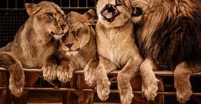 Lei estadual proíbe uso de animais em espetáculos de circo em SC