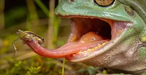 Foto: (Imagem sem texto alternativo disponivel ID [2707342])