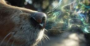 5 segredos do nariz dos cães que você não sabia