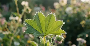 O que significa quando as folhas as suas plantas amanhecem com gotas de água?