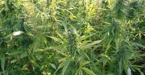 Saiba como a legalização da maconha pode salvar o mundo da crise econômica