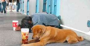 Fotos mostram como os cães são fiéis a seus donos