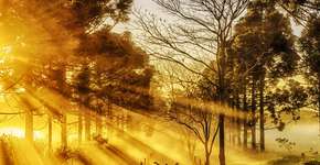 Foto: (Imagem sem texto alternativo disponivel ID [2224982])