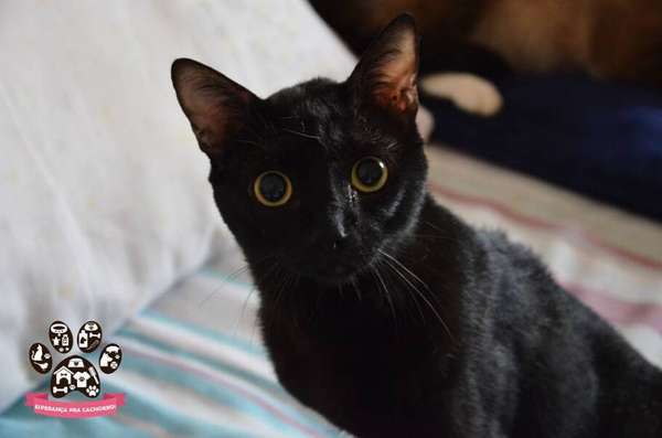 divulgação/Esperança pra Cachorro