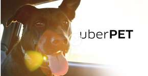 Uber lança serviço de transporte para animais de estimação
