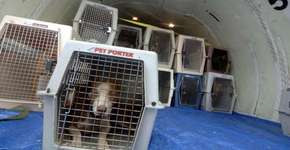 United Airlines suspende transporte de animais domésticos