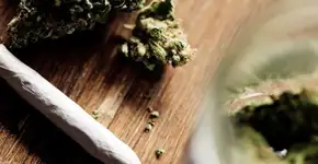 Publicitário preso com 21 pés de maconha é absolvido pela Justiça