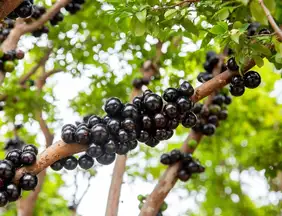 Bem estar: Jabuticaba: 7 benefícios da fruta para a saúde e como cultivá-la