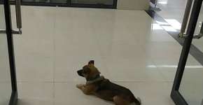 Cachorro espera na porta de hospital por tutor vítima da covid-19