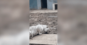 Tigre branco come terra por não ser alimentado em zoo