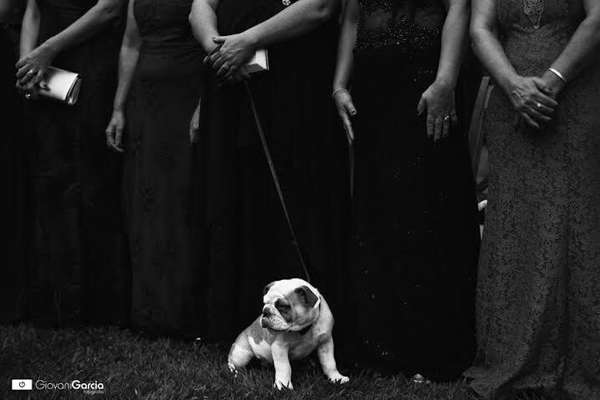 Cachorros de diferentes raças e tamanhos e compõe as fotos do book do casamento ou na própria cerimônia (imagem: Giovani Garcia) 