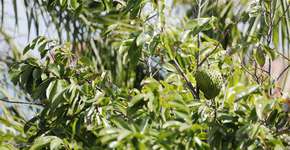 Esta fruta tropical é benéfica para diabéticos e hipertensos; veja qual