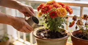 Foto: (Imagem sem texto alternativo disponivel ID [2681150])