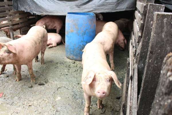 Os ativistas criaram uma vakinha para arrecadar dinheiro para os animais (Divulgação)