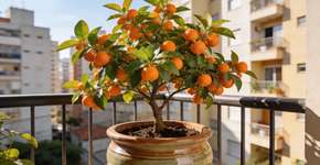 Foto: (Imagem sem texto alternativo disponivel ID [2704394])