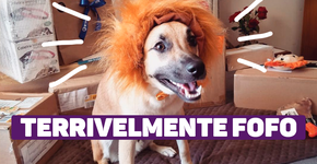 Saiba como lidar com os Chicos que destroem tudo em casa