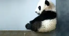 Os fatos dos mundo animal que podem (ou não) mudar seu dia