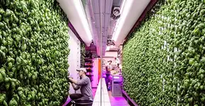 Confira 7 iniciativas de menor impacto ambiental em alimentação